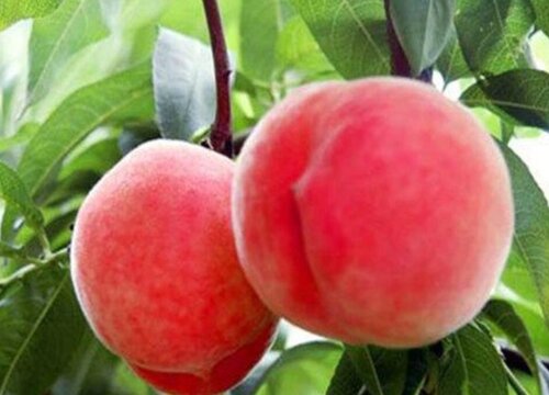平谷大桃哪个品种最好吃