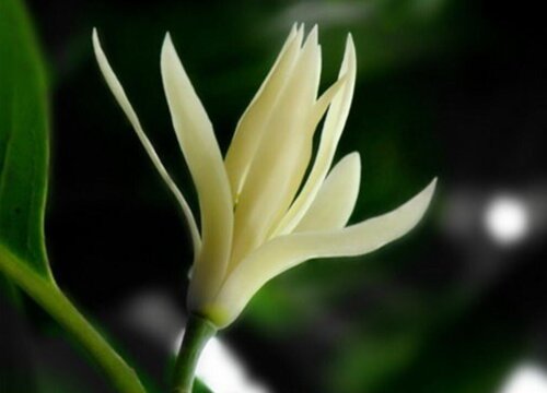 家里种黄角兰吉利吗