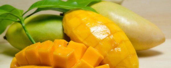 喝奶可以吃芒果吗