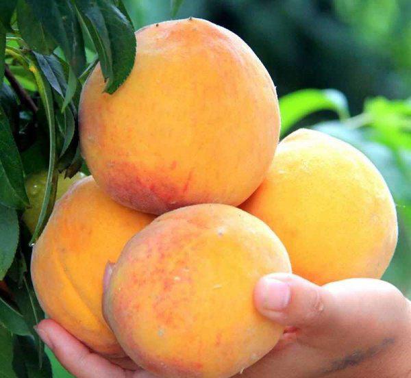 水蜜桃是软的还是脆的