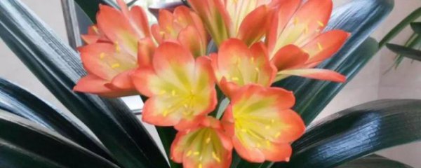 君子兰晚上可以放卧室吗