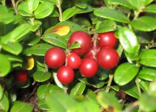 越橘和蓝莓的区别