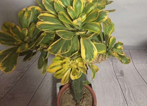 麒麟树怎么浇水