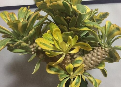 麒麟树怎么浇水