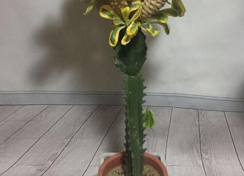 麒麟树怎么浇水