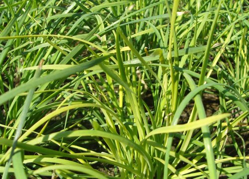 韭菜几天浇一次水比较好