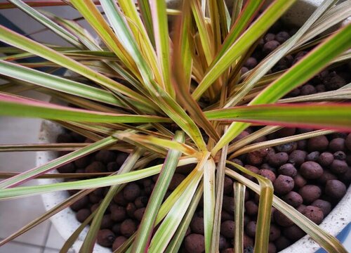 七彩铁可以放客厅吗