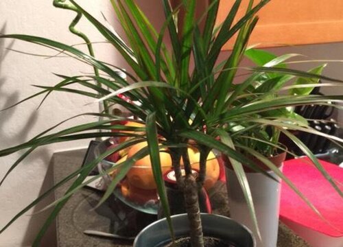 七彩铁可以放客厅吗