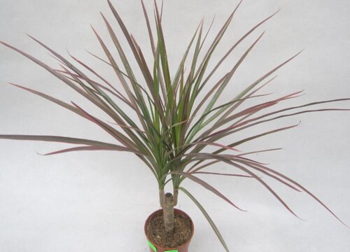 七彩铁可以放客厅吗