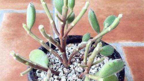 熊童子叶子黄了怎么回事