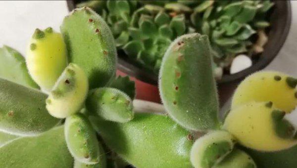 熊童子叶子黄了怎么回事