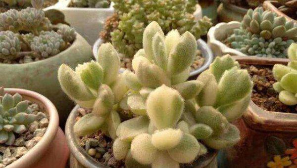 熊童子叶子黄了怎么回事