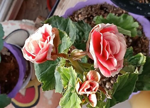 丽格海棠和四季海棠哪个好养