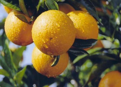 褚橙什么时候上市