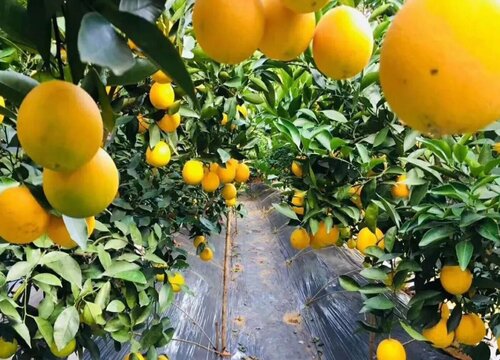 褚橙什么时候上市