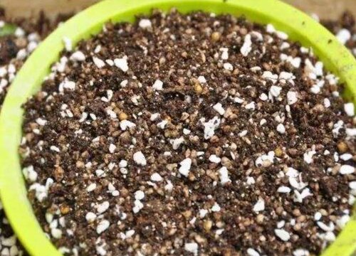 大岩桐有种子吗