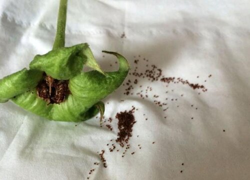 大岩桐有种子吗