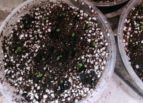 大岩桐有种子吗