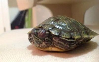 乌龟白眼病用什么药效果好