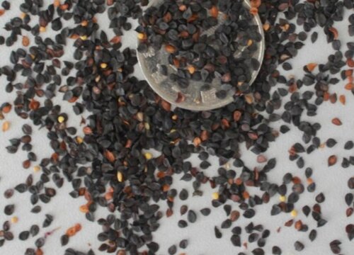 石竹播种后多久开花