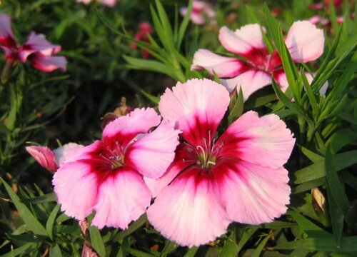 石竹播种后多久开花