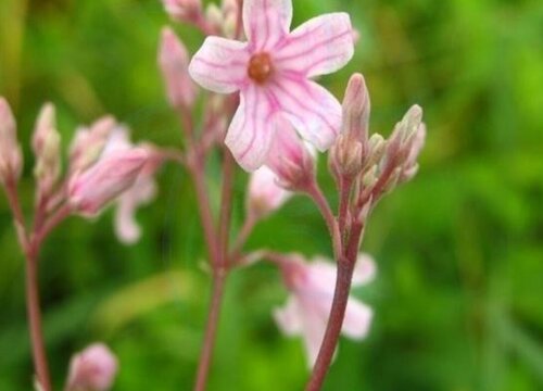 罗布麻的功效与作用