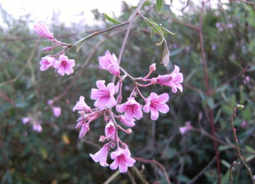 罗布麻的功效与作用