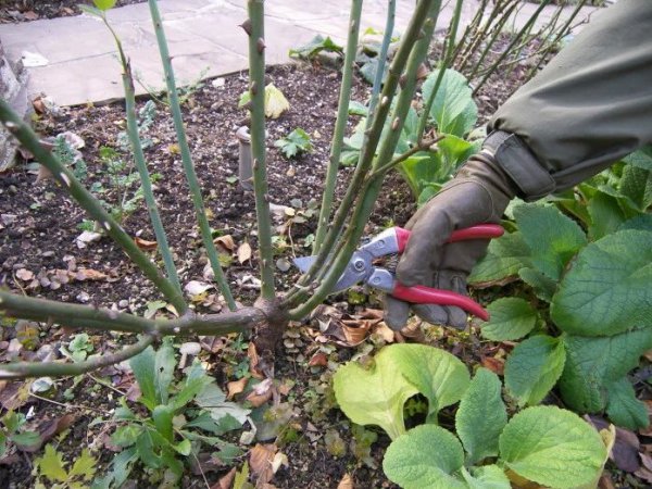 月季什么季节修剪最合适