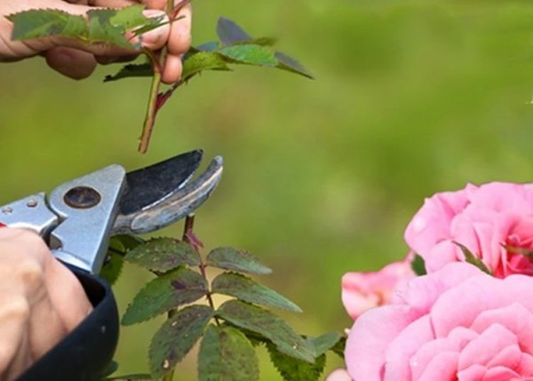 月季什么季节修剪最合适