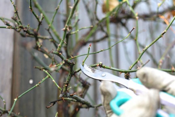 月季什么季节修剪最合适