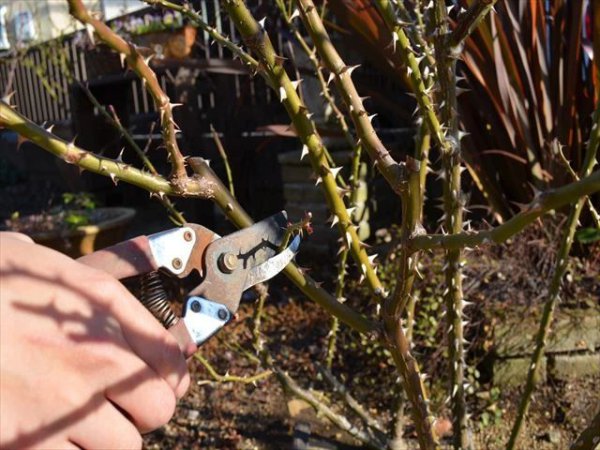 月季什么季节修剪最合适