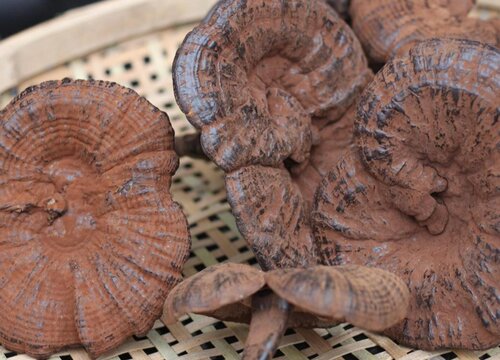 木灵芝的功效与作用及食用方法