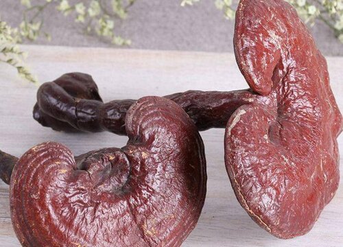 木灵芝的功效与作用及食用方法