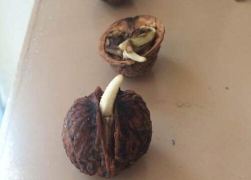 核桃怎么发芽快