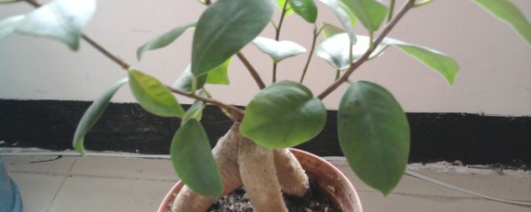 榕树什么季节换盆