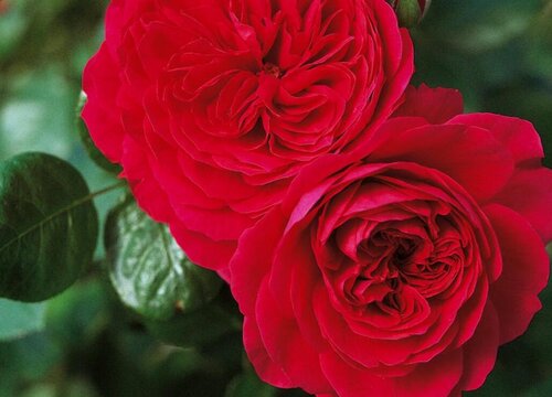 橘红色代表什么象征意义