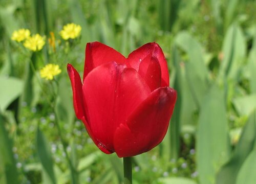 橘红色代表什么象征意义