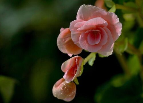 四季海棠花能放卧室吗