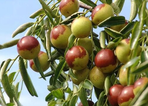 山东冬枣产地是哪里