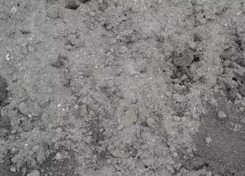 如何养护玉树可以提高它的观赏价值