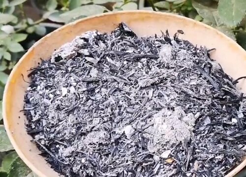 如何养护玉树可以提高它的观赏价值