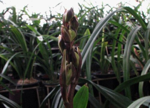 兰花新苗停止生长的原因