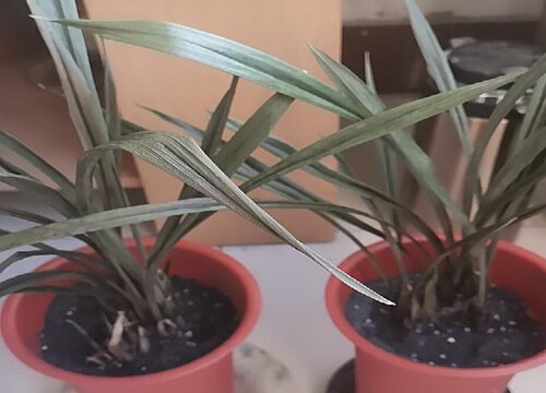 兰花新苗停止生长的原因