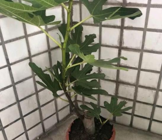 无花果什么时候换盆最好