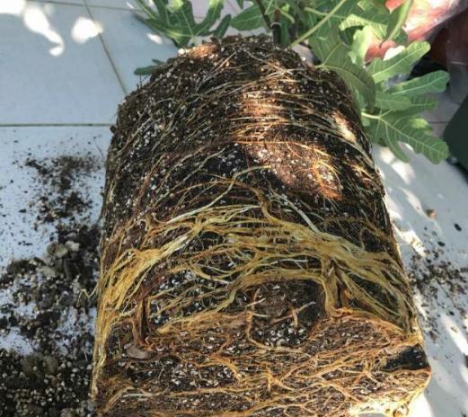 无花果什么时候换盆最好