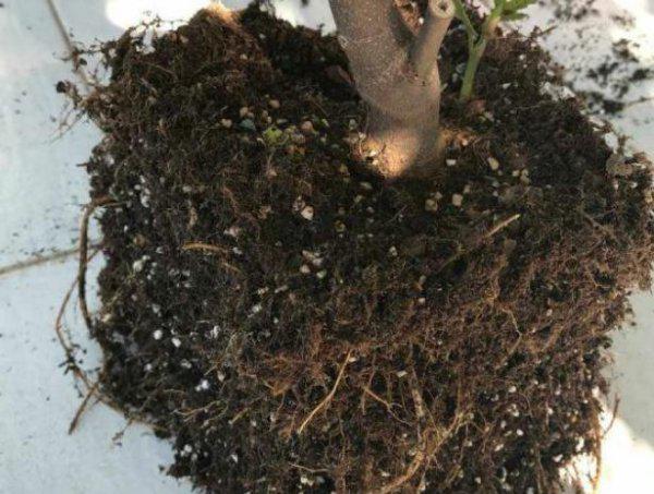 无花果什么时候换盆最好