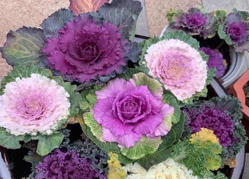 鸡粪地适合种什么蔬菜