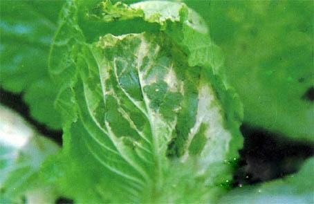 大白菜黑腐病的防治方法