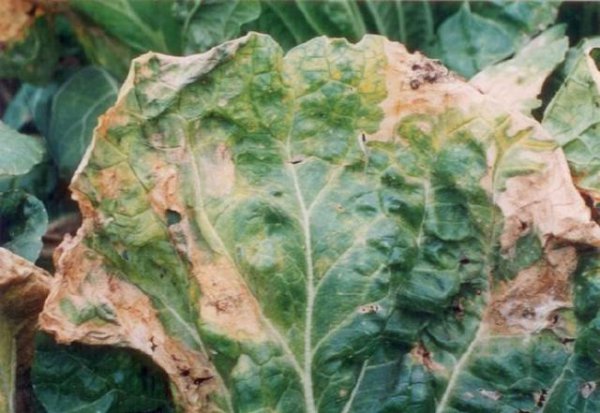 大白菜黑腐病的防治方法