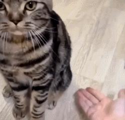 什么猫聪明听话又好养